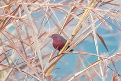 Lagonosticta rhodopareia
