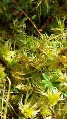 Sphagnum angustifolium