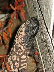 Heloderma suspectum suspectum