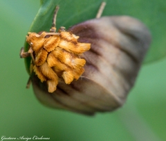 Eulithosia plesioglauca