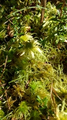 Sphagnum flexuosum