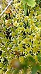 Sphagnum recurvum