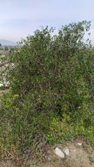 Colliguaja odorifera