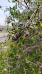 Colliguaja odorifera