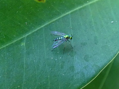 Condylostylus graenicheri