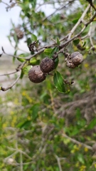 Colliguaja odorifera