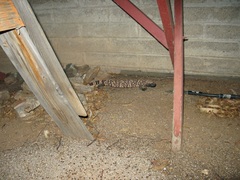 Heloderma suspectum suspectum