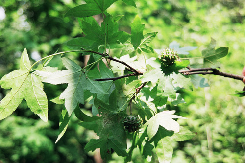 Image of Liquidambar orientalis by (c) Rafael Medina, some rights reserved (CC BY)