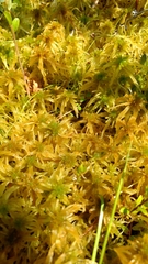 Sphagnum angustifolium