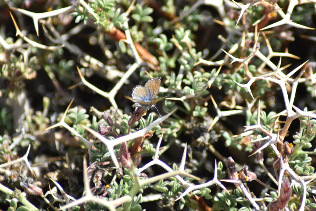 Pseudolucia maricunga