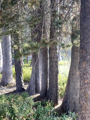Pinus contorta murrayana