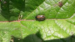 Calligrapha percheroni