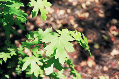 Liquidambar orientalis