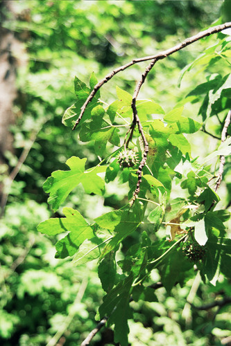 Image of Liquidambar orientalis by (c) Rafael Medina, some rights reserved (CC BY)