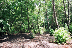 Liquidambar orientalis