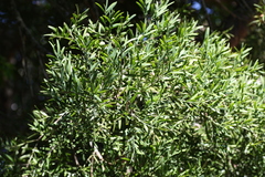 Afrocarpus falcatus