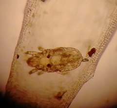 Acariformes