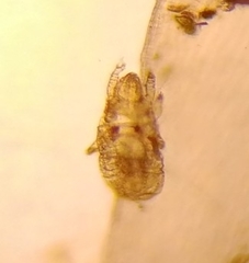 Acariformes