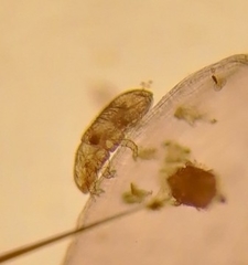 Acariformes