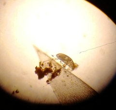 Acariformes