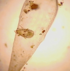 Acariformes
