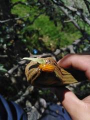 Calligrapha percheroni