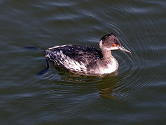 Podiceps nigricollis
