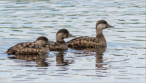 Common Scoter, photo 4 of 7