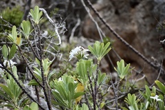 Plumeria tuberculata