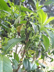 Epilachna mexicana