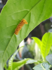Epilachna mexicana