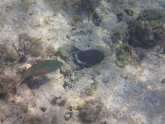 Stegastes partitus