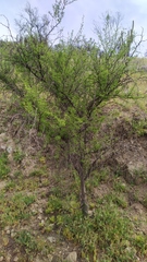 Vachellia caven