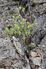 Plumeria tuberculata