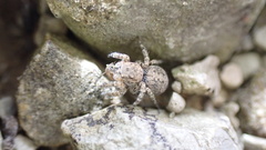 Aelurillina