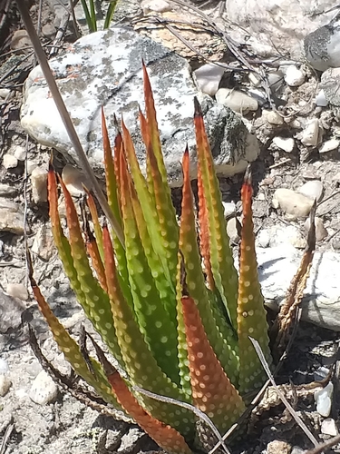 Tulista kingiana
