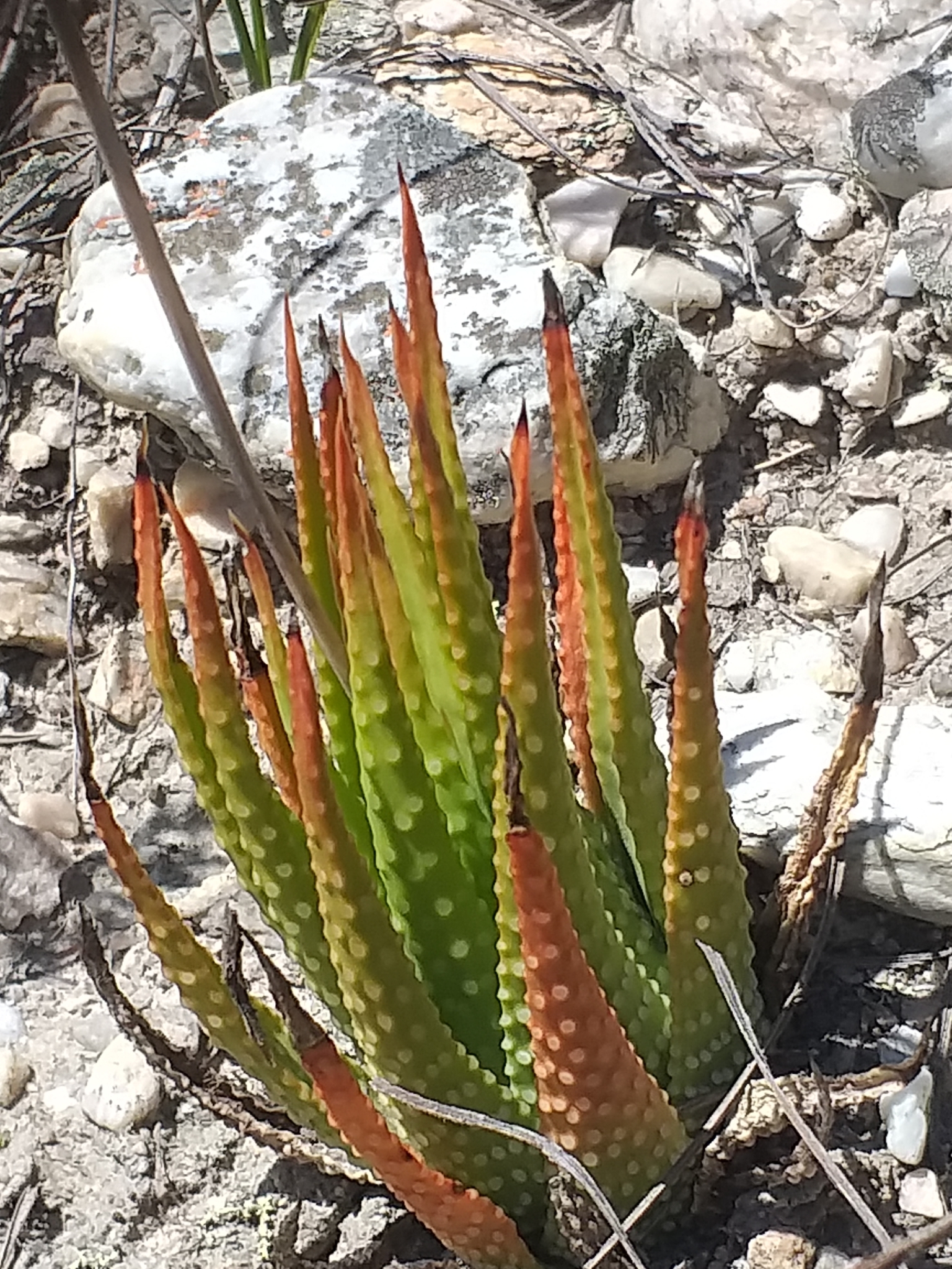 Tulista kingiana 'White Bumps' 2
