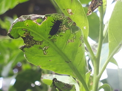 Epilachna mexicana