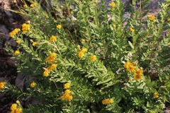 Pentanema spiraeifolium