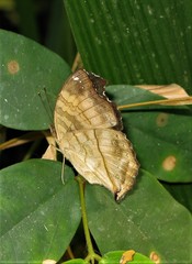 Lepidoptera