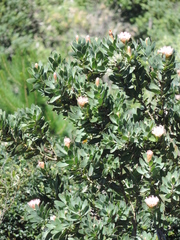 Protea subvestita