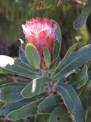 Protea subvestita