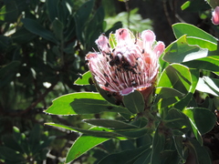 Protea subvestita