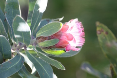 Protea subvestita