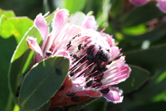 Protea subvestita