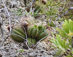 Melocactus harlowii