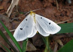 Lepidoptera