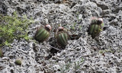 Melocactus harlowii