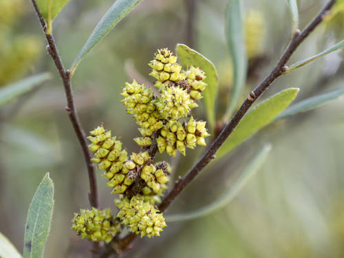 bog myrtle
