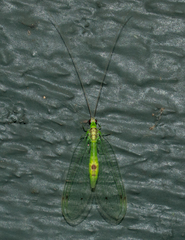 Leucochrysa insularis